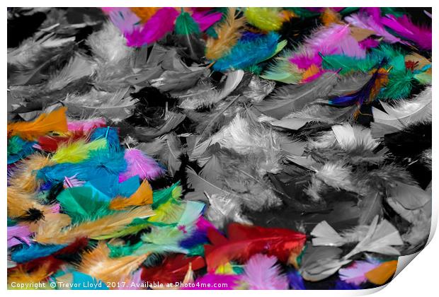 Coloured Feathers Print by Trevor Lloyd