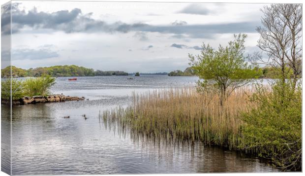 Killarney National Park, Ireland Canvas Print by Pauline Tims