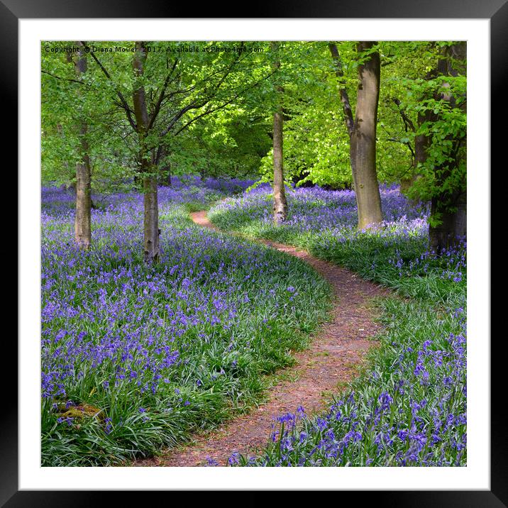 Winding Bluebell path Framed Mounted Print by Diana Mower