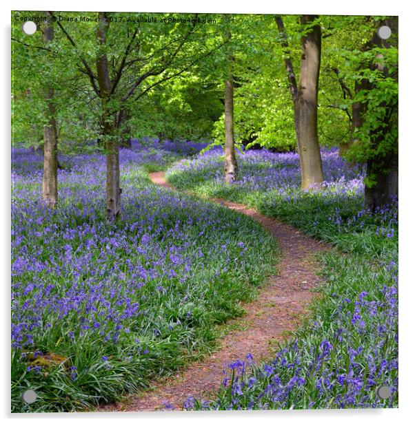 Winding Bluebell path Acrylic by Diana Mower