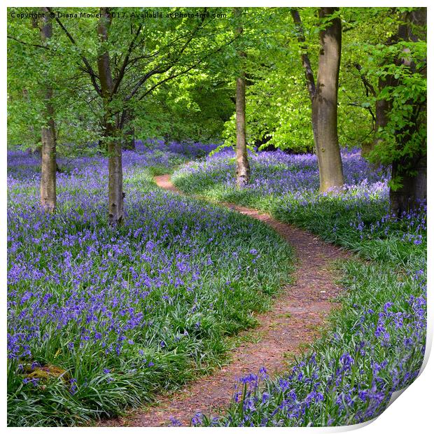 Winding Bluebell path Print by Diana Mower