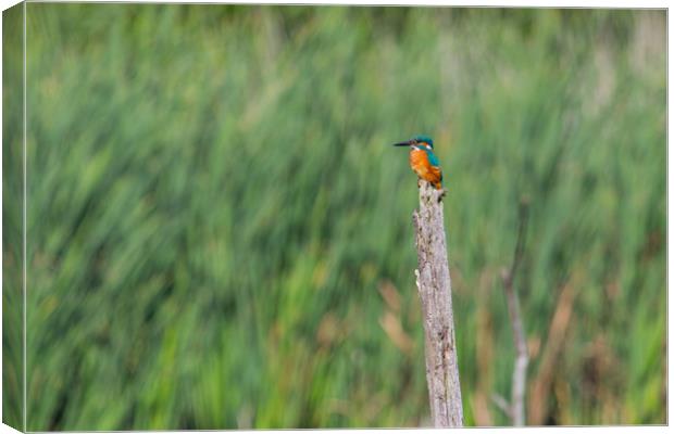 kingfisher Canvas Print by kevin murch