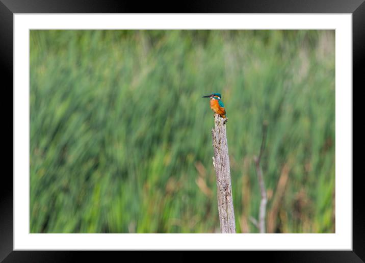 kingfisher Framed Mounted Print by kevin murch