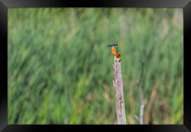 kingfisher Framed Print by kevin murch