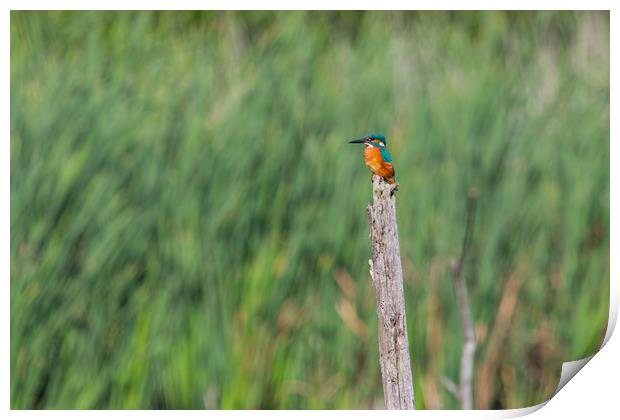 kingfisher Print by kevin murch