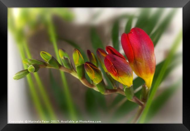 dark red freesia Framed Print by Marinela Feier