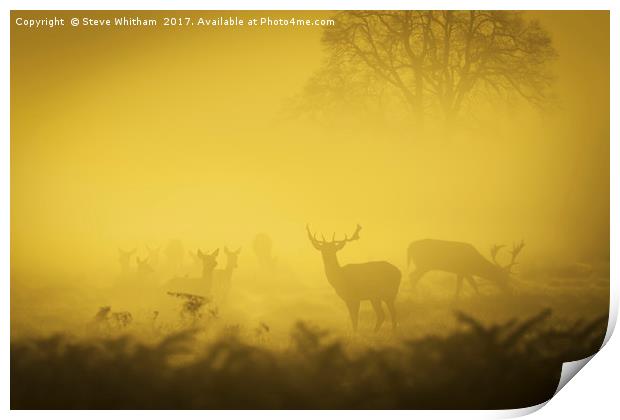 First Light. Print by Steve Whitham