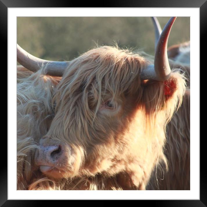 Highland cow 2 Framed Mounted Print by Lisa Strange