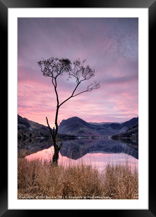 Lone Tree Sunrise Framed Mounted Print by Phil Buckle