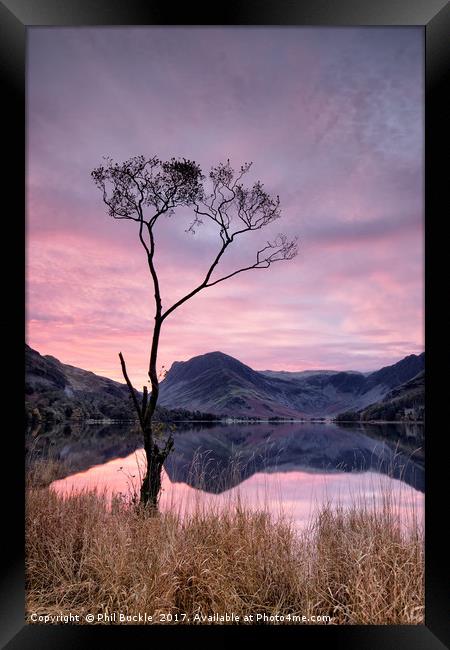 Lone Tree Sunrise Framed Print by Phil Buckle