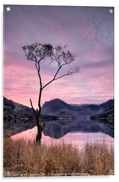 Lone Tree Sunrise Acrylic by Phil Buckle
