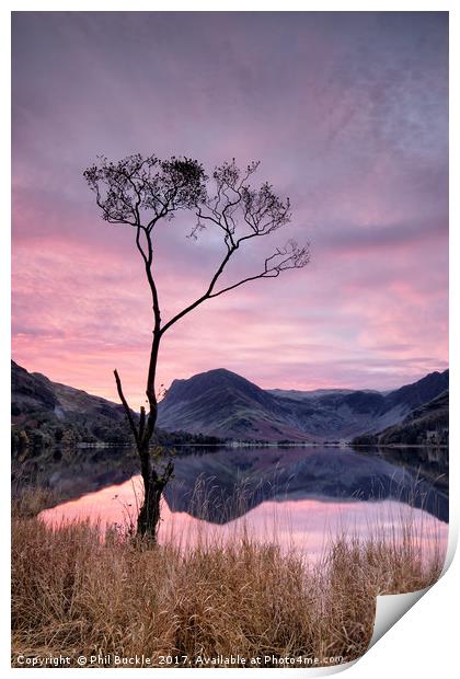 Lone Tree Sunrise Print by Phil Buckle