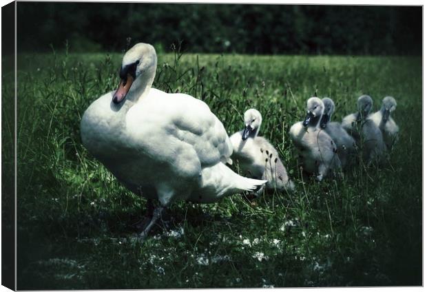 Swan and Cygnets Canvas Print by Victor Burnside