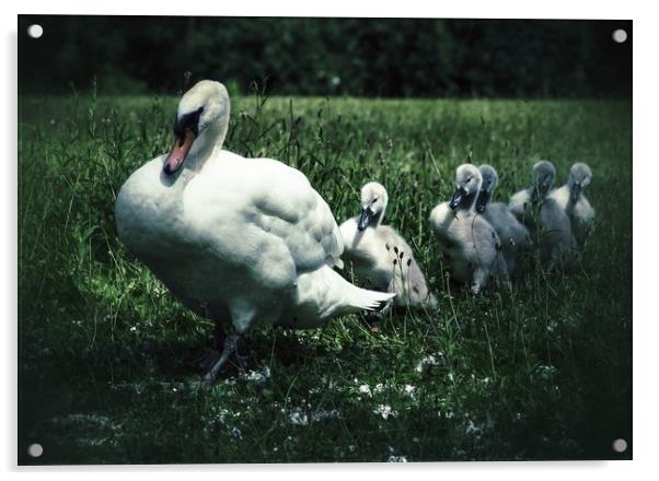 Swan and Cygnets Acrylic by Victor Burnside