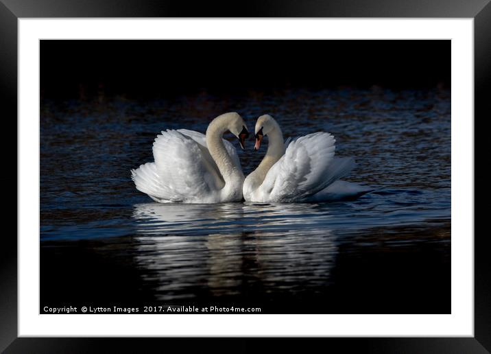 Saint Valentines day Swans Framed Mounted Print by Wayne Lytton