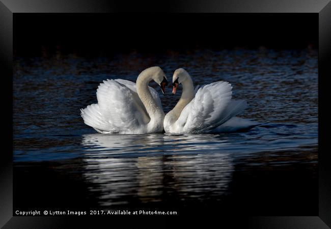 Saint Valentines day Swans Framed Print by Wayne Lytton