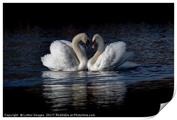 Saint Valentines day Swans Print by Wayne Lytton