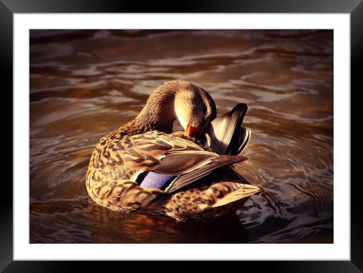 Mottled duck Framed Mounted Print by Lisa Strange