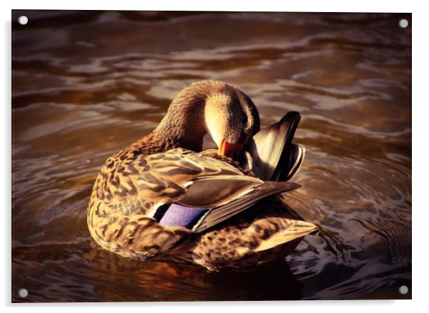 Mottled duck Acrylic by Lisa Strange