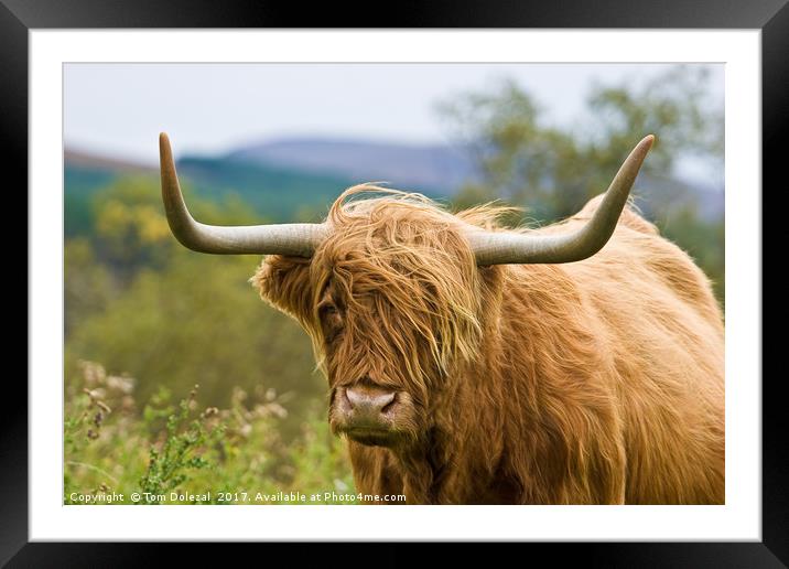 Close up Highland cow Framed Mounted Print by Tom Dolezal