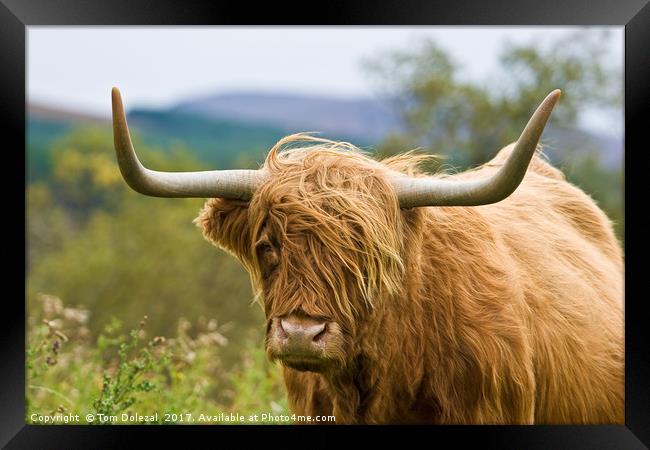Close up Highland cow Framed Print by Tom Dolezal