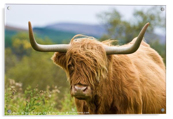 Close up Highland cow Acrylic by Tom Dolezal