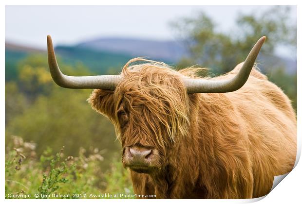Close up Highland cow Print by Tom Dolezal