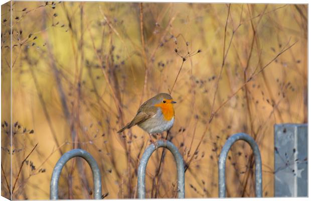  robin red breast Canvas Print by kevin murch
