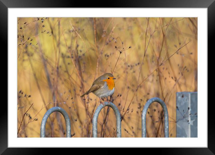  robin red breast Framed Mounted Print by kevin murch