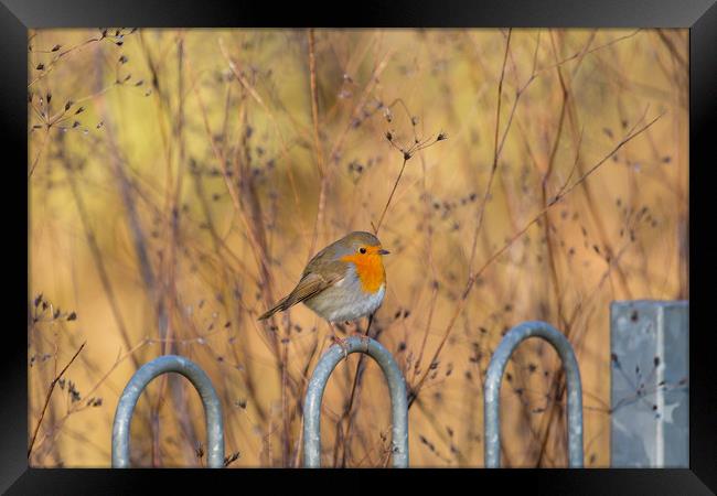  robin red breast Framed Print by kevin murch