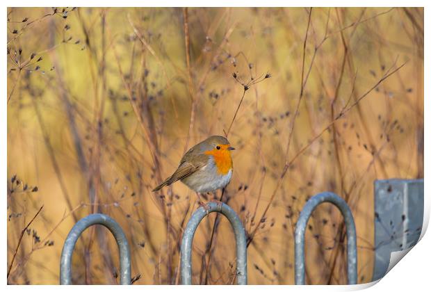  robin red breast Print by kevin murch