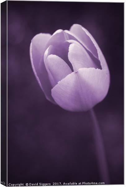 Purple Tulip  Canvas Print by David Siggers