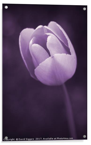 Purple Tulip  Acrylic by David Siggers