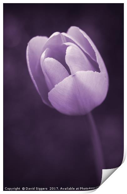 Purple Tulip  Print by David Siggers