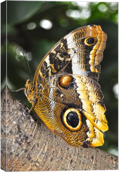 majestic butterfly Canvas Print by Owen Bromfield