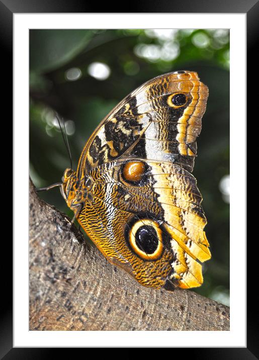 majestic butterfly Framed Mounted Print by Owen Bromfield