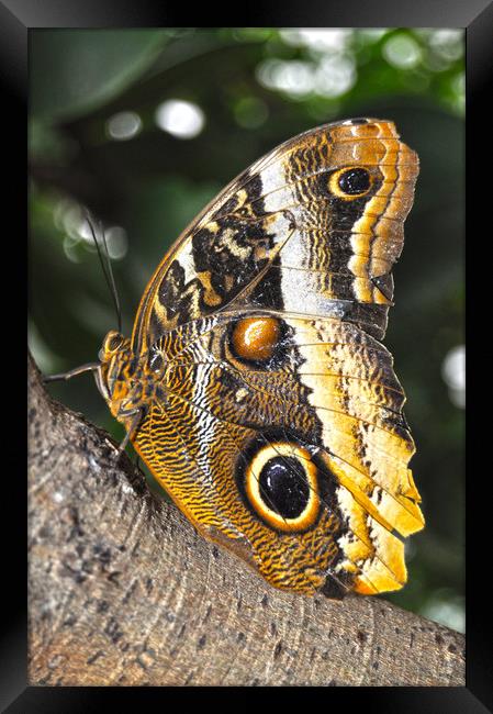 majestic butterfly Framed Print by Owen Bromfield