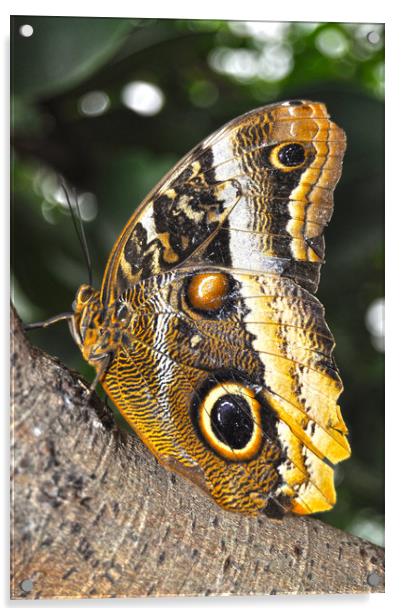 majestic butterfly Acrylic by Owen Bromfield