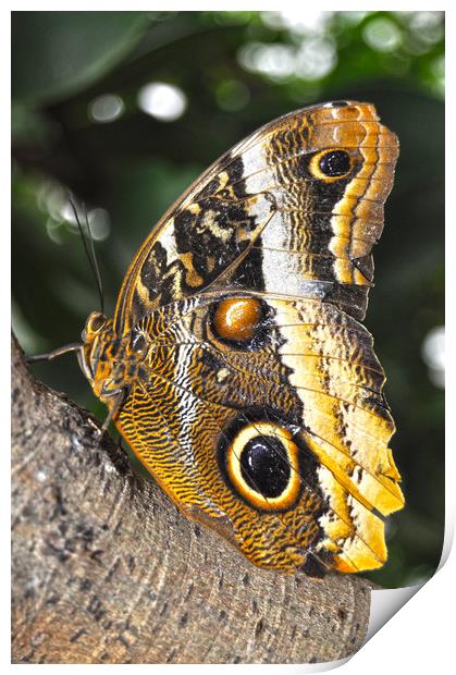 majestic butterfly Print by Owen Bromfield
