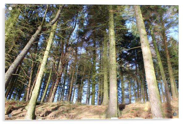 Trees at Langsett Barn Acrylic by Marie Boyle