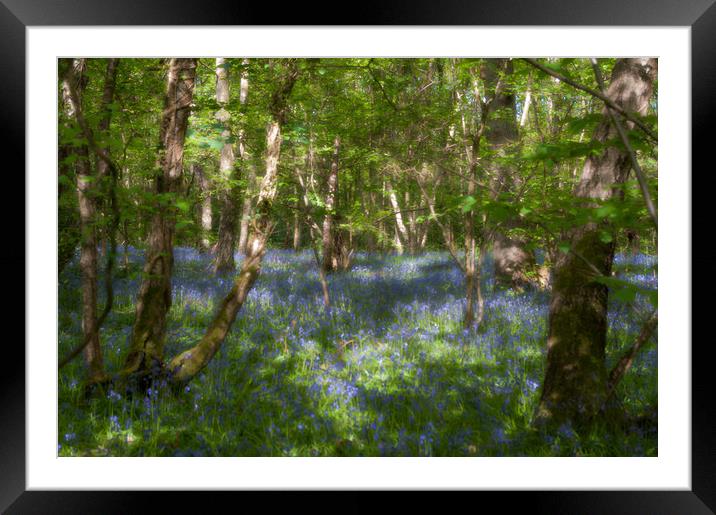 Bluebells and birches Framed Mounted Print by Linda Cooke