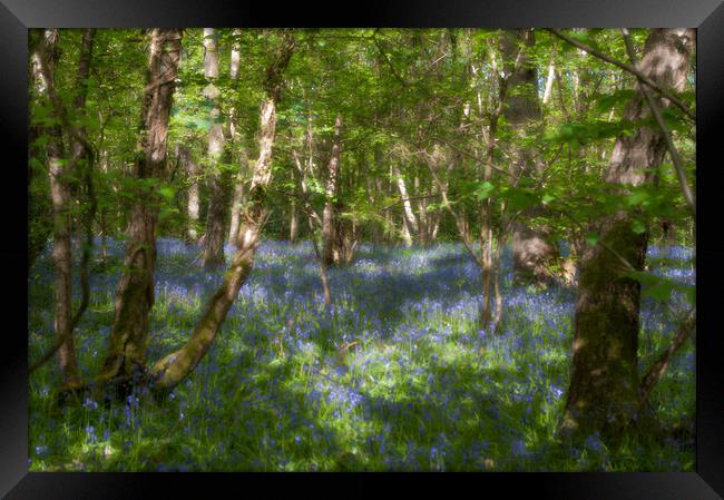 Bluebells and birches Framed Print by Linda Cooke