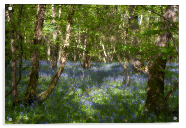 Bluebells and birches Acrylic by Linda Cooke
