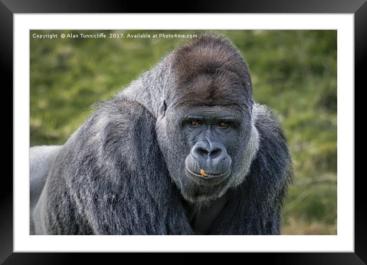 Silverback gorilla Framed Mounted Print by Alan Tunnicliffe