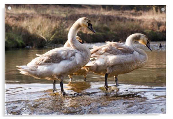 cygnet swans paddling Acrylic by Caroline Burton