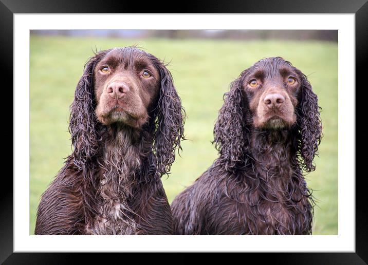 a pair of soggy cockers Framed Mounted Print by Caroline Burton