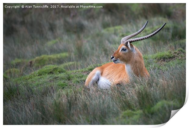 Red lechwe Print by Alan Tunnicliffe