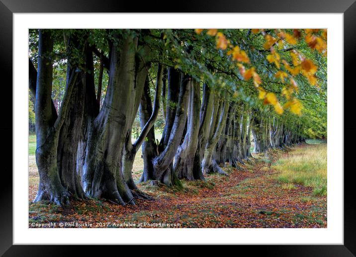 Beech Line Framed Mounted Print by Phil Buckle