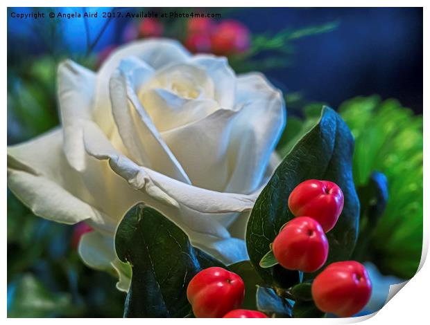 White Rose. Print by Angela Aird