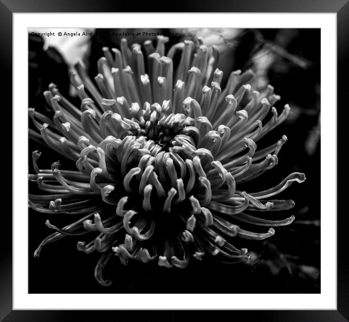In Bloom. Framed Mounted Print by Angela Aird